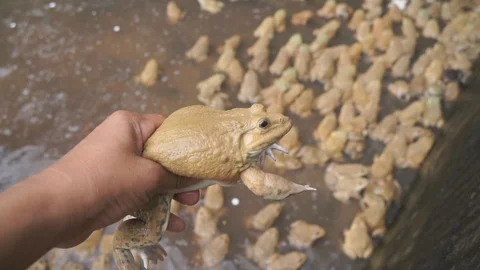 Frog farm in cement pond Video stock 101858186