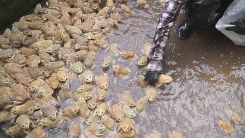 Frog farm in cement pond Video stock 101858311
