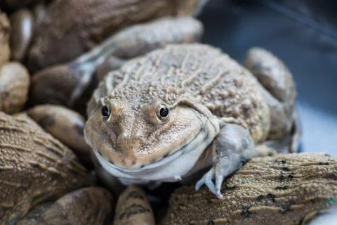Frog in farm Stock Photos