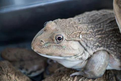 Frog in farm Stock Photos