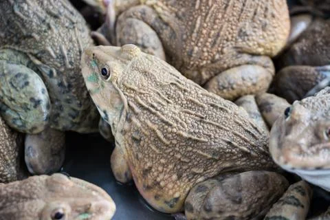 Frog in farm Stock Photos