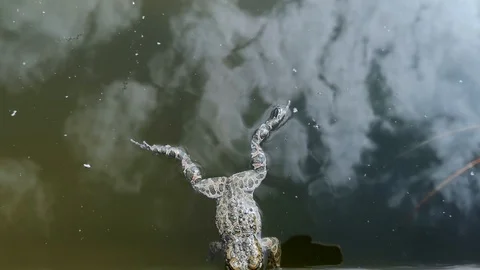 Frog fell into the pool and can not get out. She swims and gets old to get out,  Stock Footage 108514267