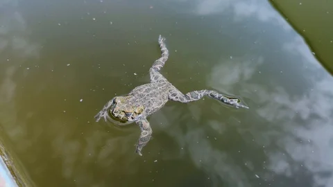 Frog fell into the pool and can not get out. She swims and gets old to get out,  Video stock 108514364