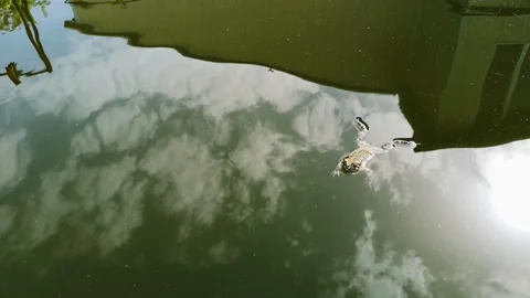 Frog fell into the pool and can not get out. She swims and gets old to get out,  Stock Footage 108514387