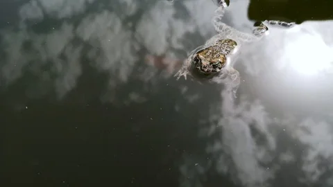 Frog fell into the pool and can not get out. She swims and gets old to get out,  Stock Footage 108514405