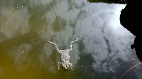 Frog fell into the pool and can not get out. She swims and gets old to get out,  Stock Footage 108514422