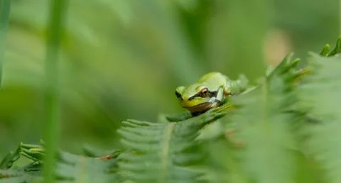 Frog on fern leaf Stock Photos