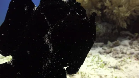 Frog fish Stock Footage 120110497