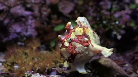 A frog fish looking in camera Stock-Footage 68428969