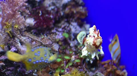 A Frog fish looking in the camera Stock-Footage 69199993
