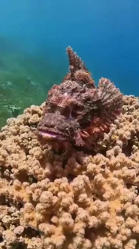 Frog fish in the sea Stock Footage 319750570