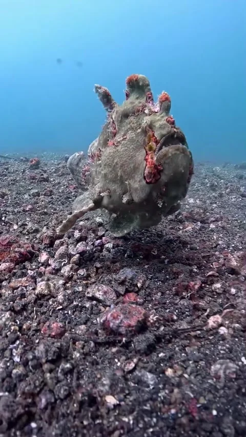 Frog fish in the sea Video stock 332631368