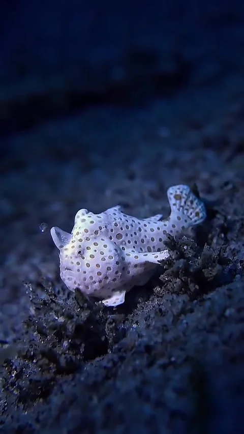 Frog fish in the sea Stock Footage 332631396