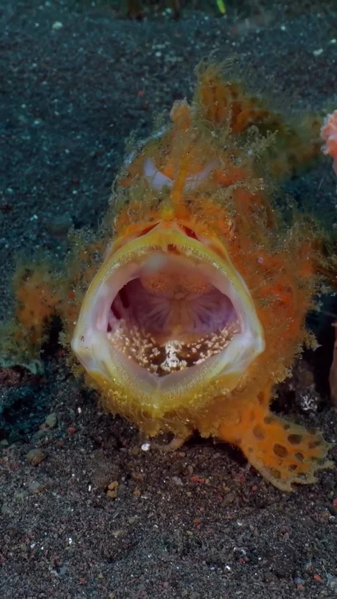 Frog fish in the sea 스톡 동영상 332631432