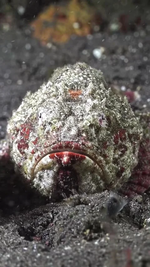Frog fish in the sea 库存影片 332631460