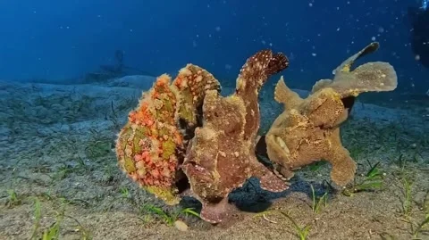 Frog fish in the sea Stock-Footage 332631488