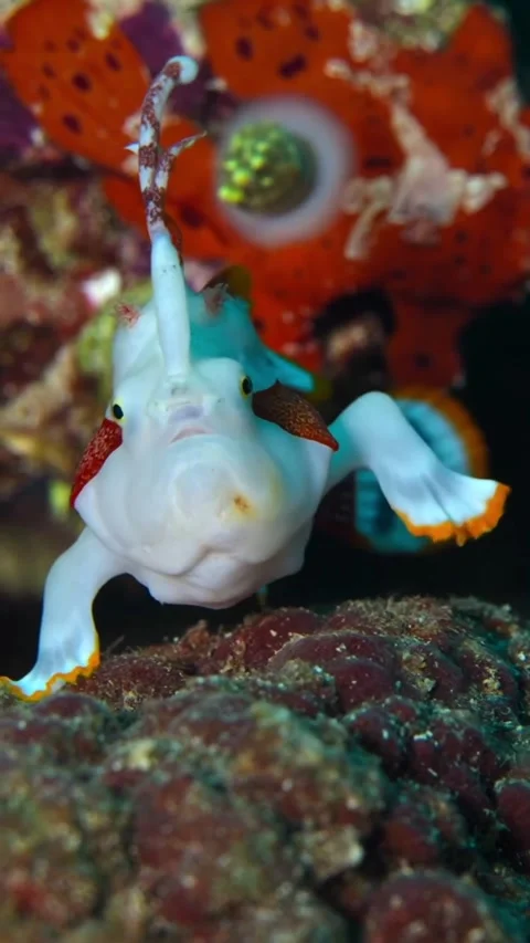 Frog fish in the sea 스톡 동영상 333397996