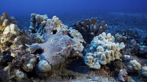 Frog fish sits on a rocky reef Stock Footage 66454768