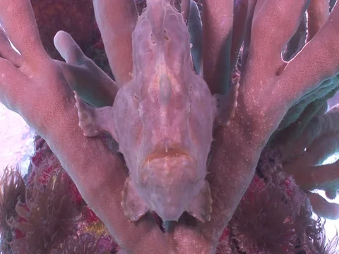 Frog fish sitting on corals underwater Stock Footage 101782884