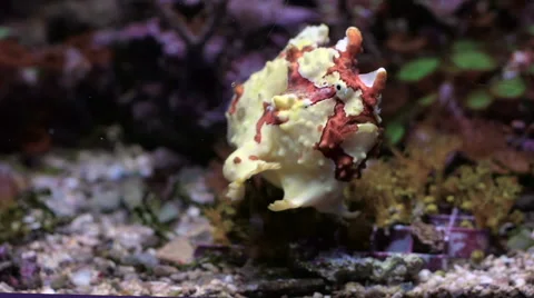 A Frog fish  swimming Stock-Footage 68429320