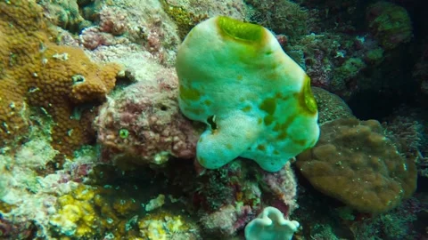 Frog fish on the top of the corals Stock Footage 257393682