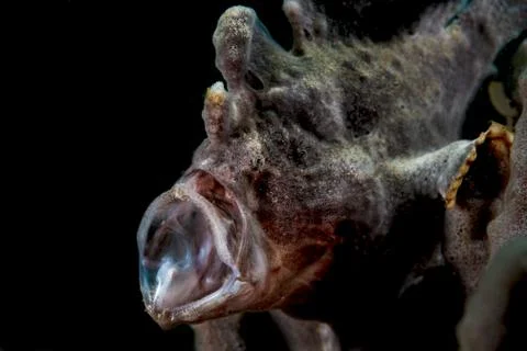 Frog fish yawning Foto stock