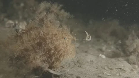 Frog fish yellow straited luring Stock Footage 232783171