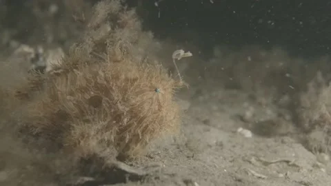 Frog fish yellow straited luring Stock Footage 232784504