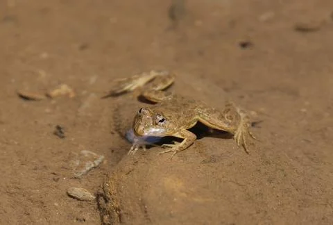 A frog floating in a mountain stream. Stockfoto's