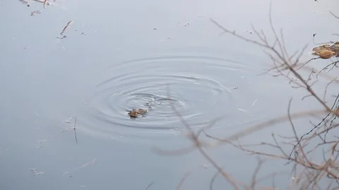 Frog floating in a pond Stock Footage 90011935