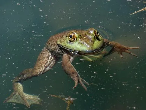 Frog floating on the pond. Fotos Stock