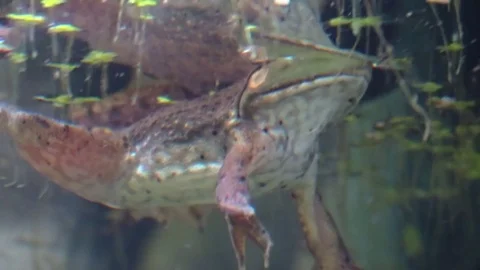 Frog floating on water surface view looking from below Stock Footage 79308294
