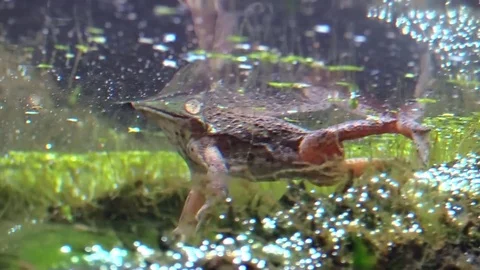 Frog floating on water surface view from underwater Stock Footage 79308310