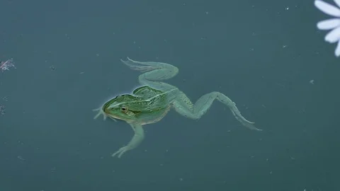 Frog floats on the background of daisies Stock Footage 73754904
