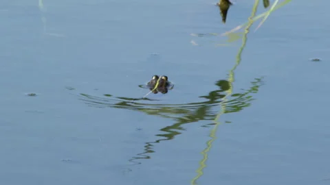 Frog floats Video stock 91327835