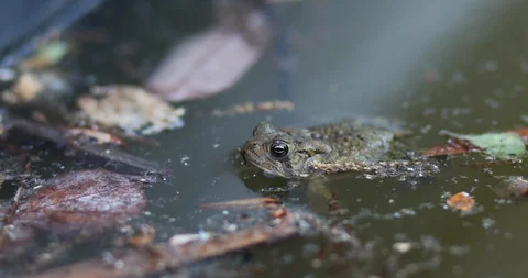 A frog floats in a murky pond Stock Footage 129721901