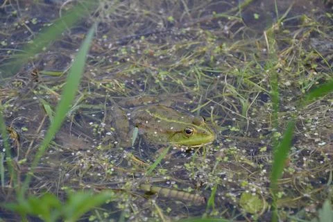 The frog floats on the surface of the water Stock Photos