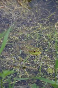 The frog floats on the surface of the water Stock Photos