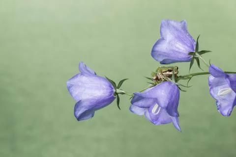 Frog on flowers Stock Photos