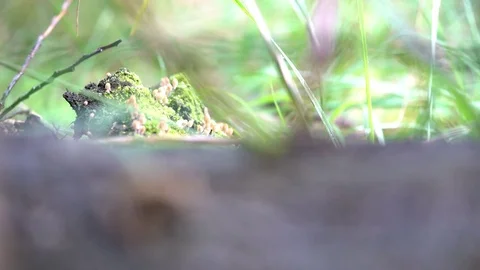 Frog focus pull from mushrooms to frog shot at ameger fælled fall 2017 Stock Footage 80173909