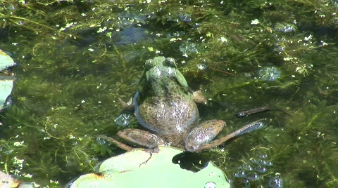 Frog Stock Footage 169414