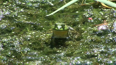Frog Stock Footage 173653