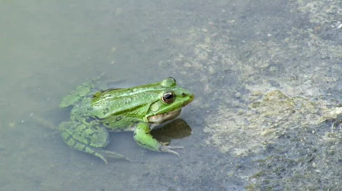Frog  Stock Footage 482850