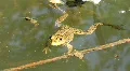 Frog HD Footage