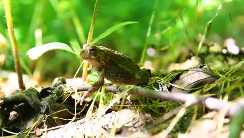 Frog Stock Footage 6228383