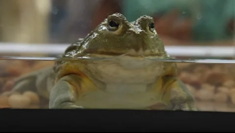 Frog Stock Footage 7129412