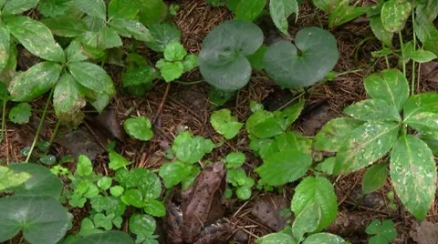 Frog Stock Footage 7761322