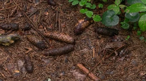 Frog Video stock 7761323