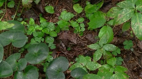 Frog Stock Footage 7761334