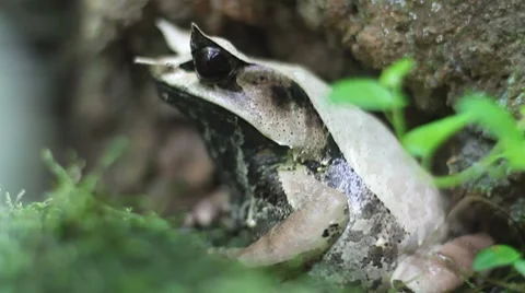 Frog Stock Footage 7762934